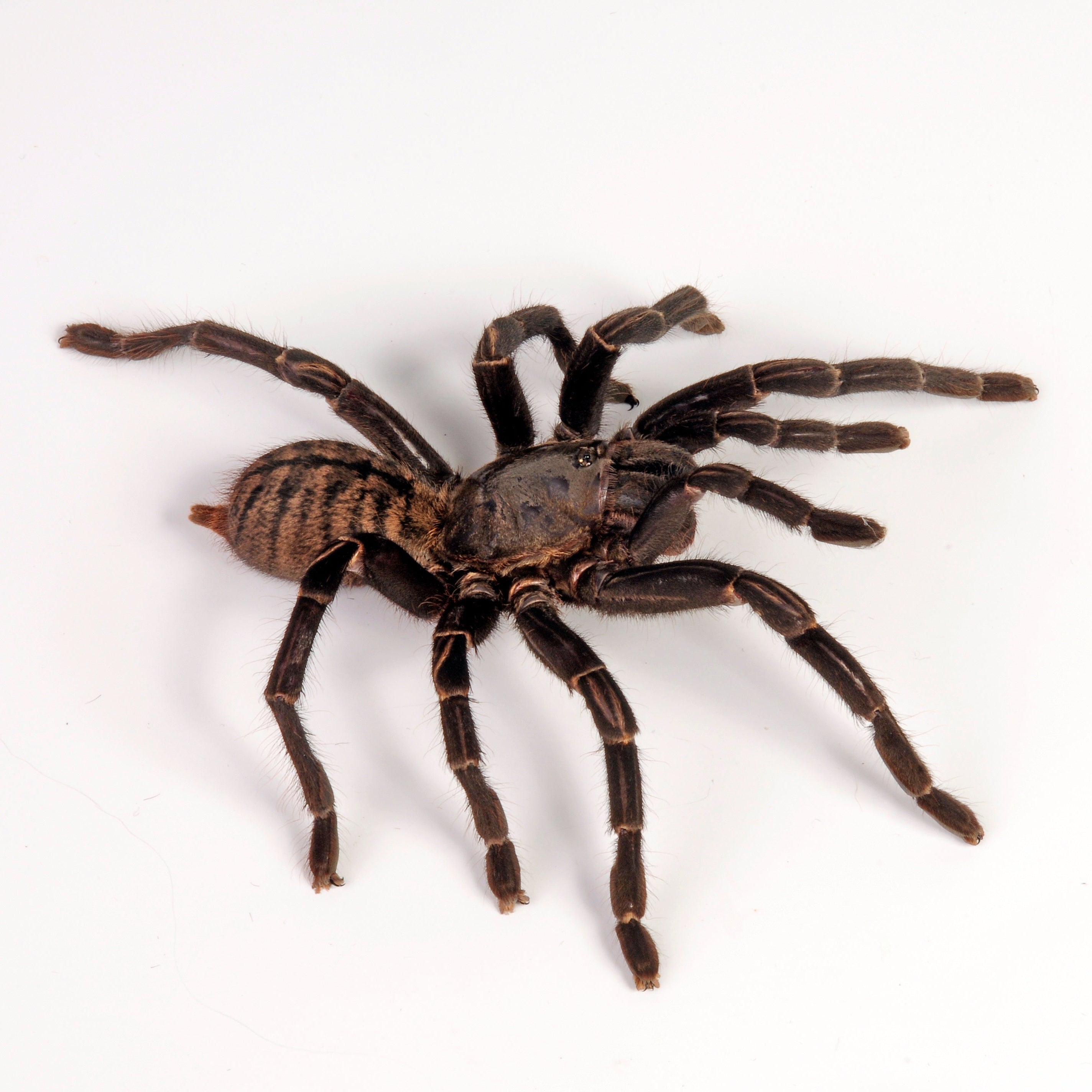 Cyriopagopus (formerly Haplopelma) longipes (Vietnamese Tiger-rump) Tarantula