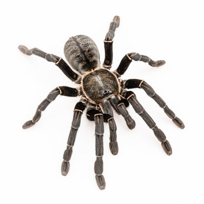 TERRESTRIAL GRAB n GO KIT: Cyriopagopus (formerly Haplopelma) minax (Thailand Black) 1.5"+