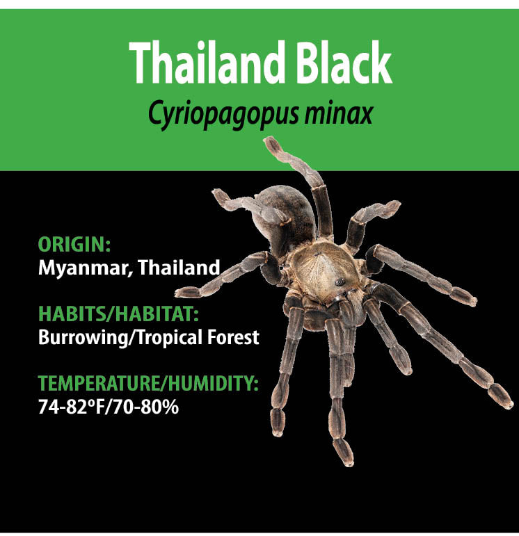 TERRESTRIAL GRAB n GO KIT: Cyriopagopus (formerly Haplopelma) minax (Thailand Black) 1.5"+