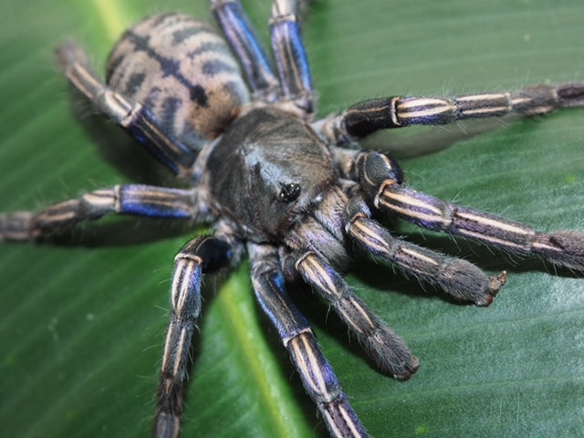 Cyriopagopus albostriatus 'Purple Zebra' (パープルゼブラアースタイガー) .5”