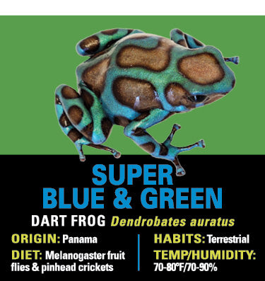 GRAB N GO KIT: Dart Frog - SUPER BLUE AND GREEN