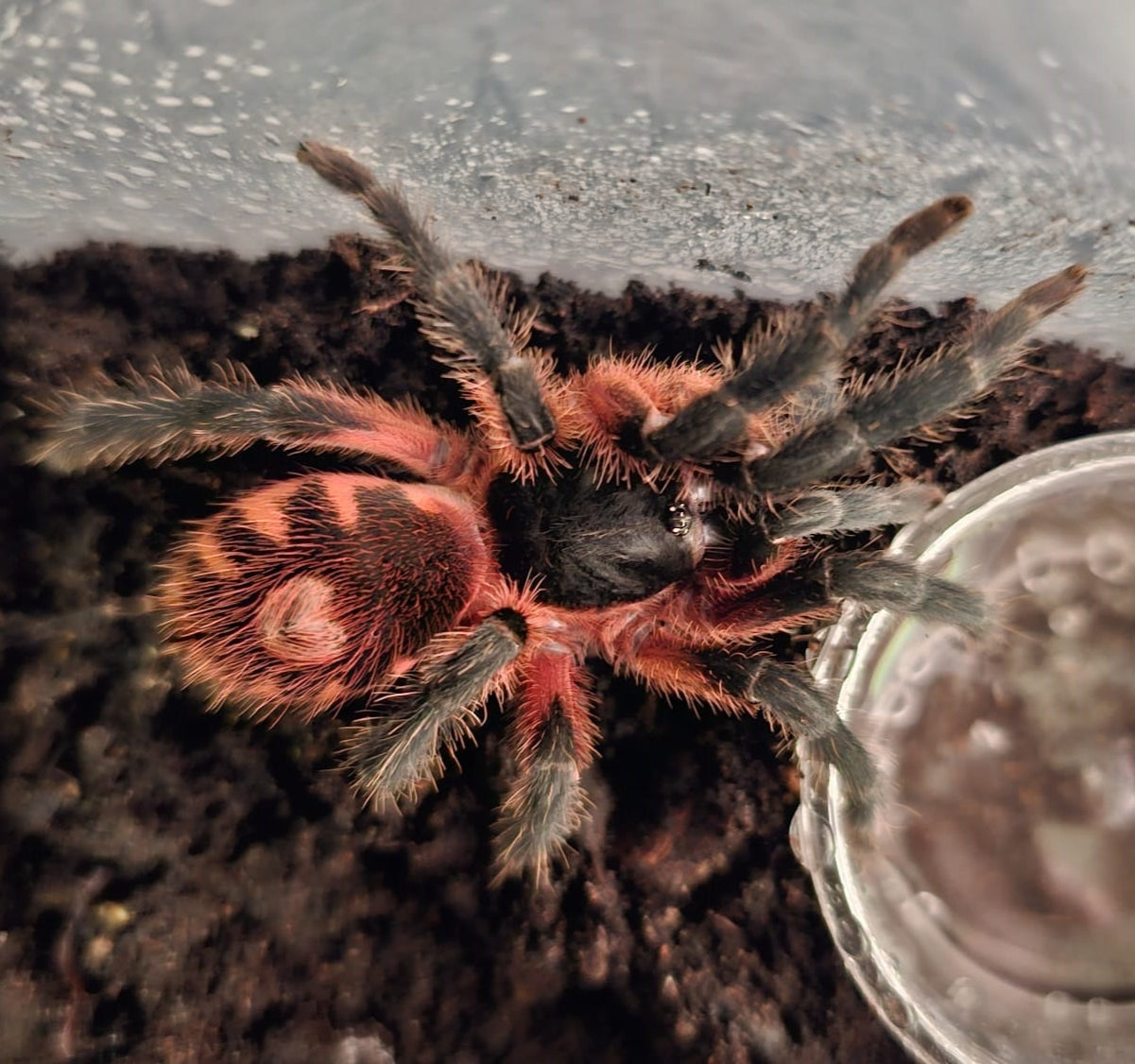 Davus sp. 'Panama' (溶岩クモ) .25"