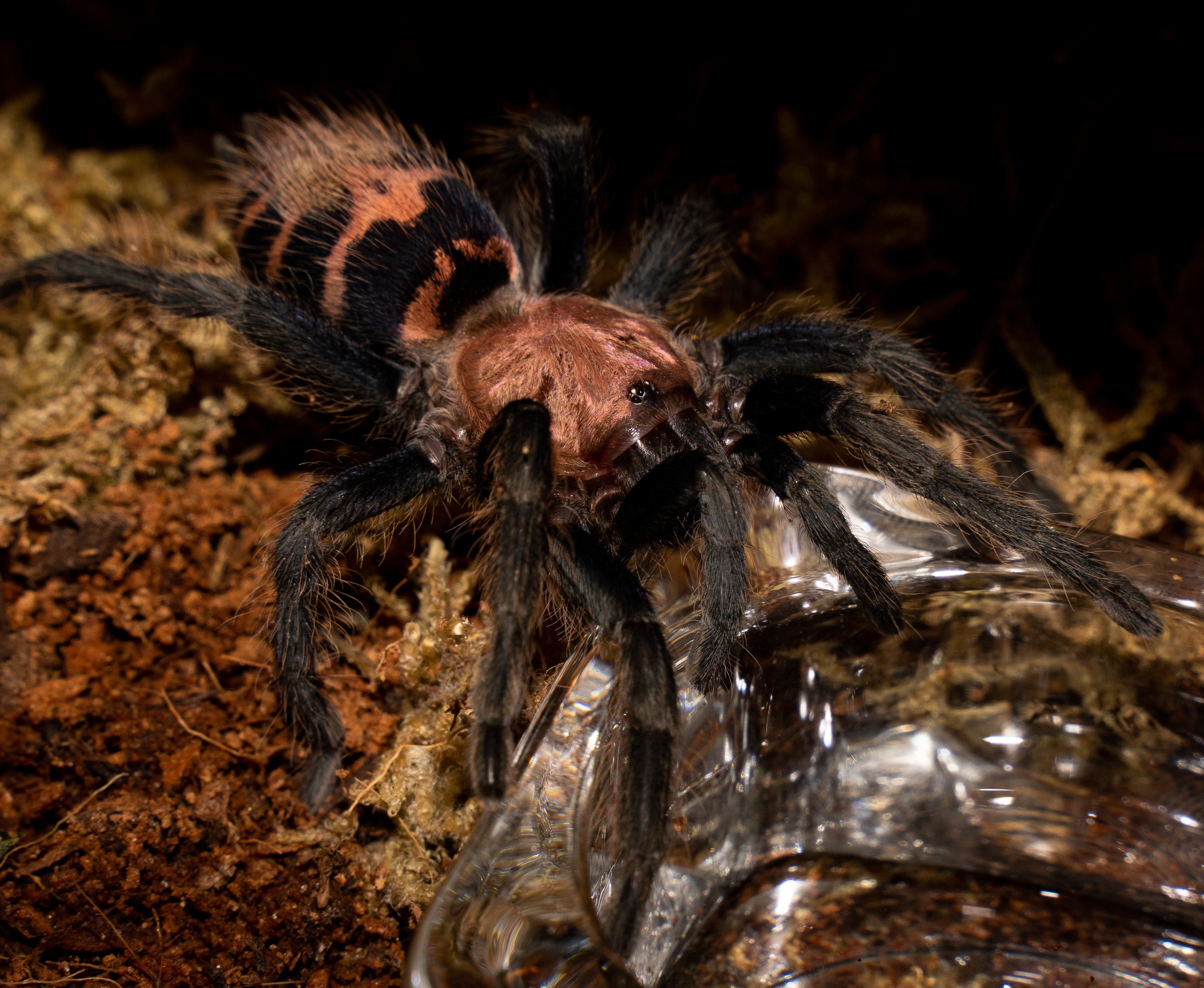 Davus pentaloris (Guatemalan Tiger-rump) .25" Bulk