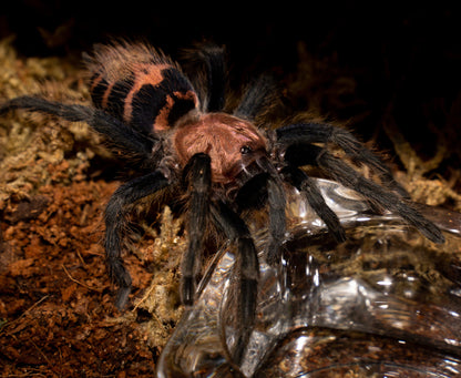 TERRESTRIAL GRAB N GO KIT: Davus pentaloris (Guatemalan Tiger Rump) 1.5"+