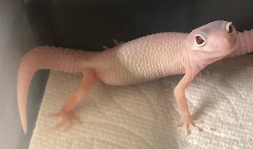 Gecko leopardo: Diablo Blanco - Ojos de serpiente