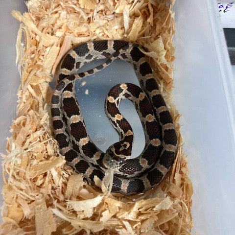 Corn Snake - Diffused