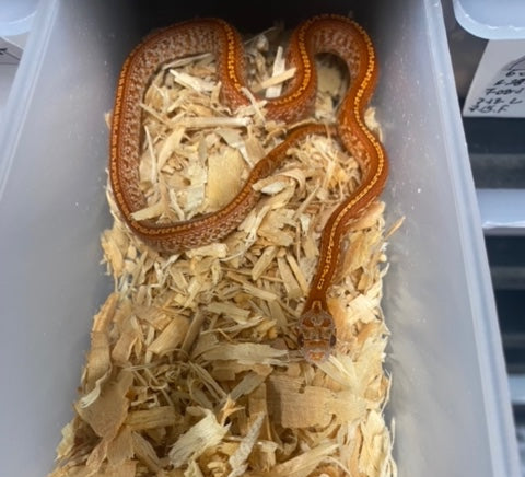 Corn Snake - Diiffussed Hypo Tessera