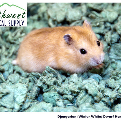 Djungarian Hamster
