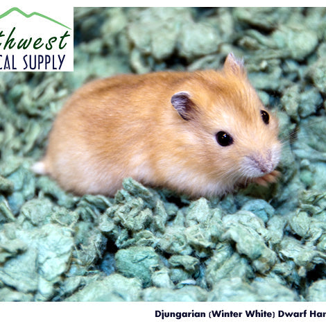 Djungarian Hamster