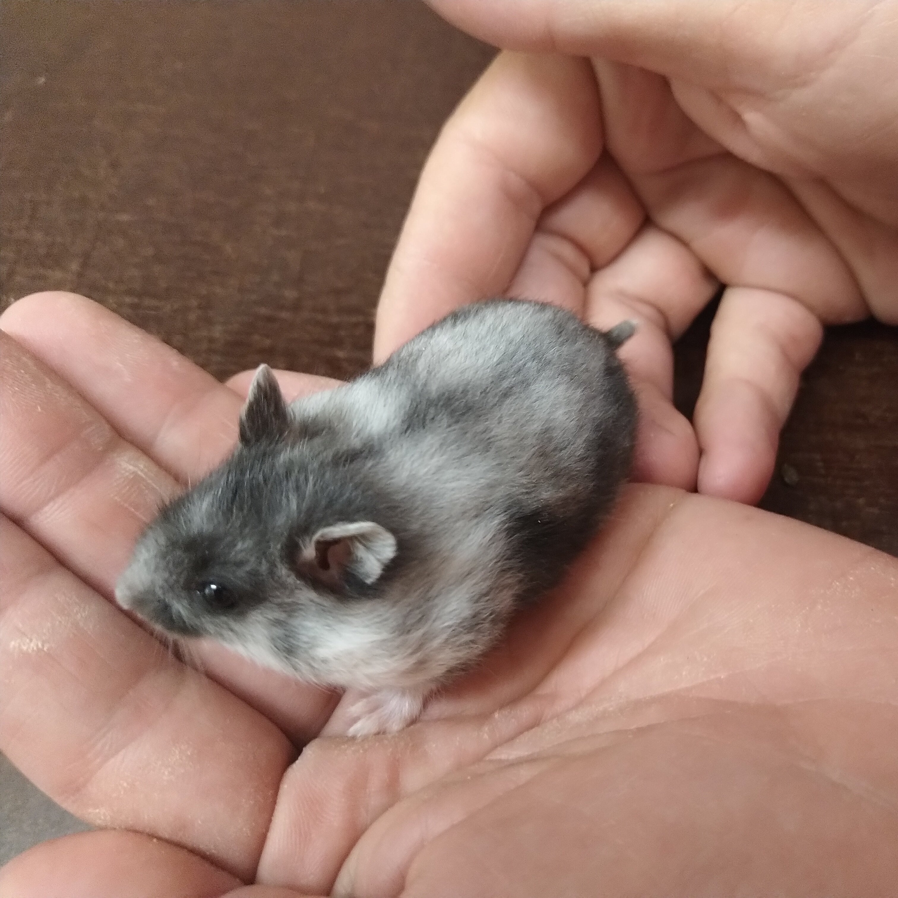 Djungarian Hamster