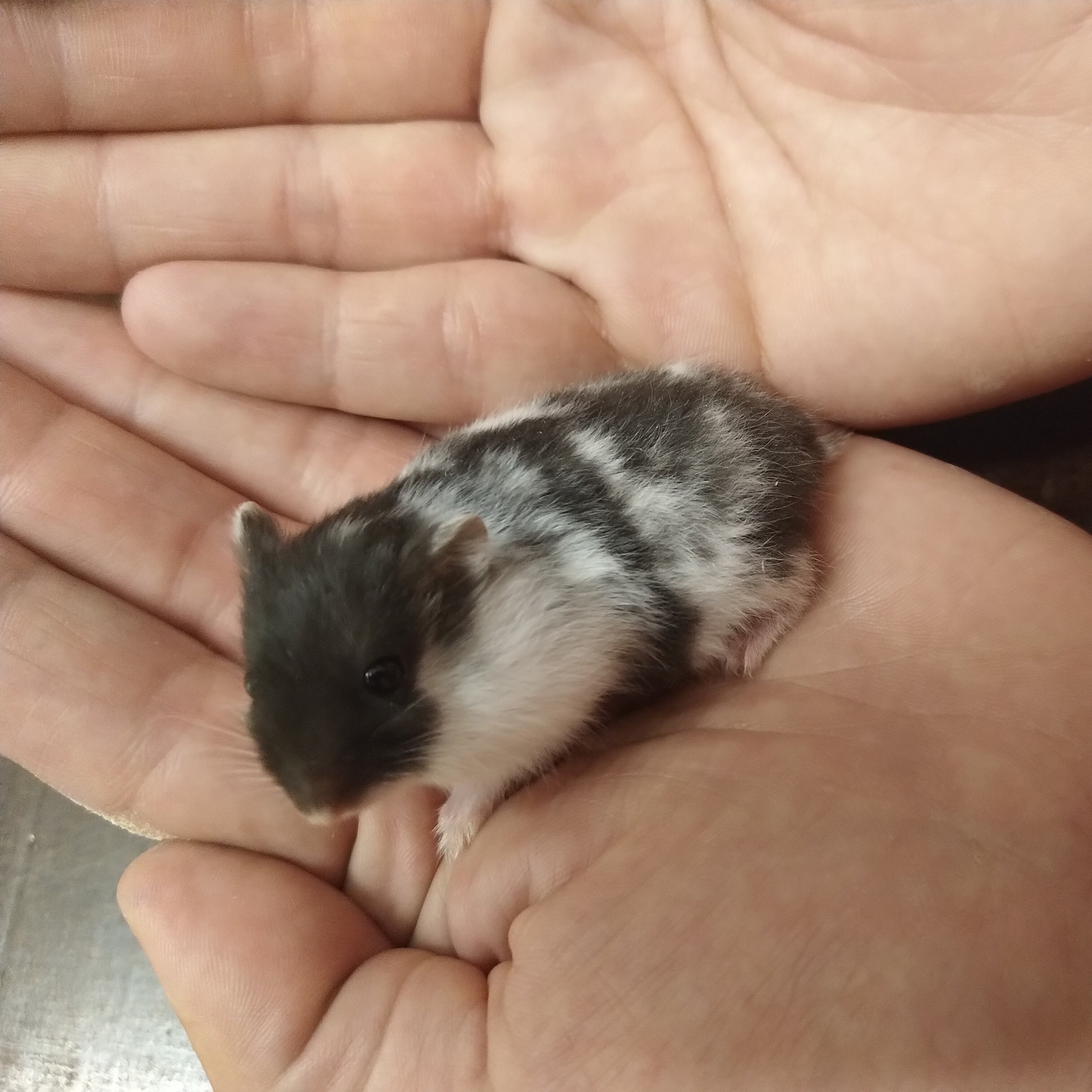 Djungarian Hamster