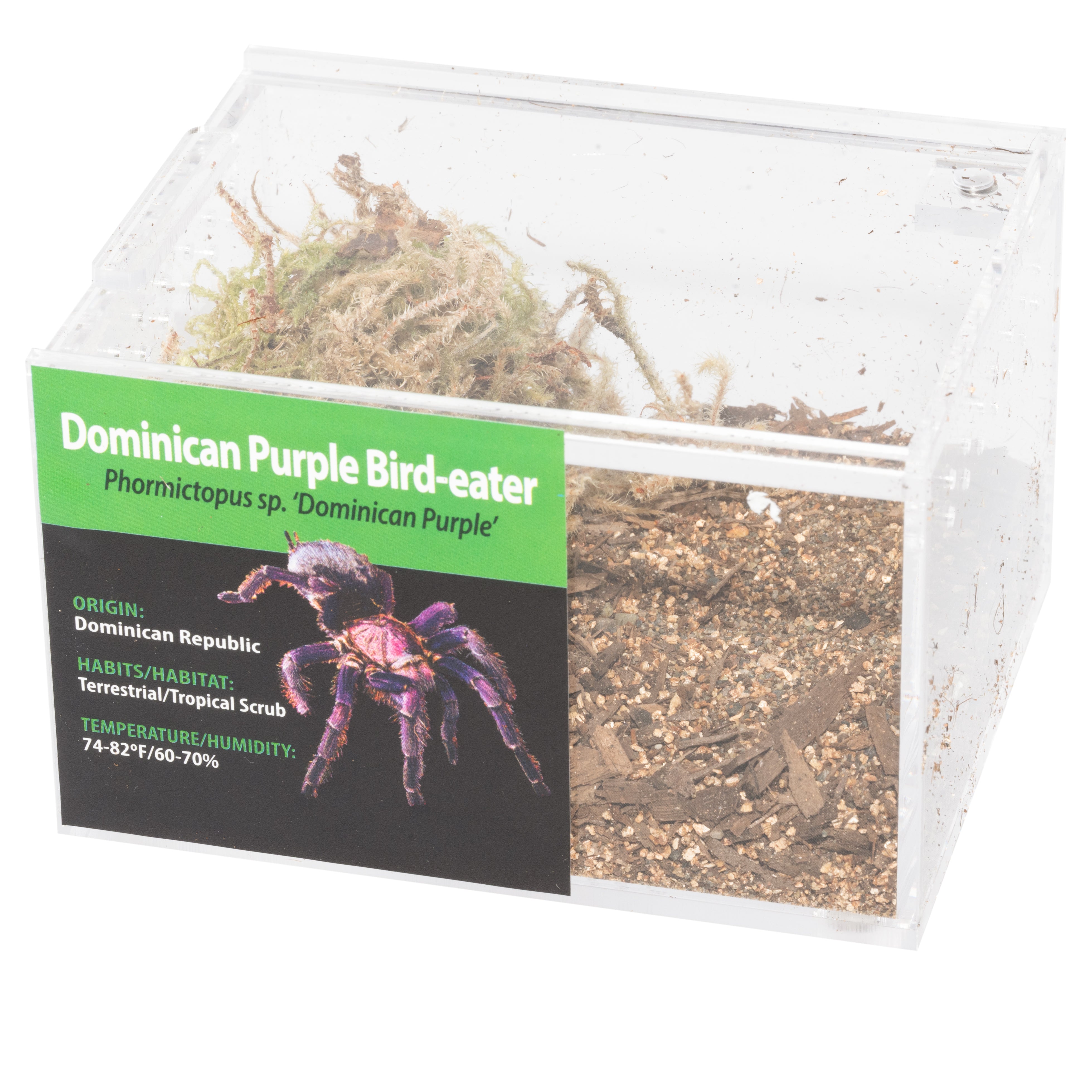 KIT PARA LLEVAR: Phormictopus sp. 'Dominican Purple' (Ave dominicana morada)