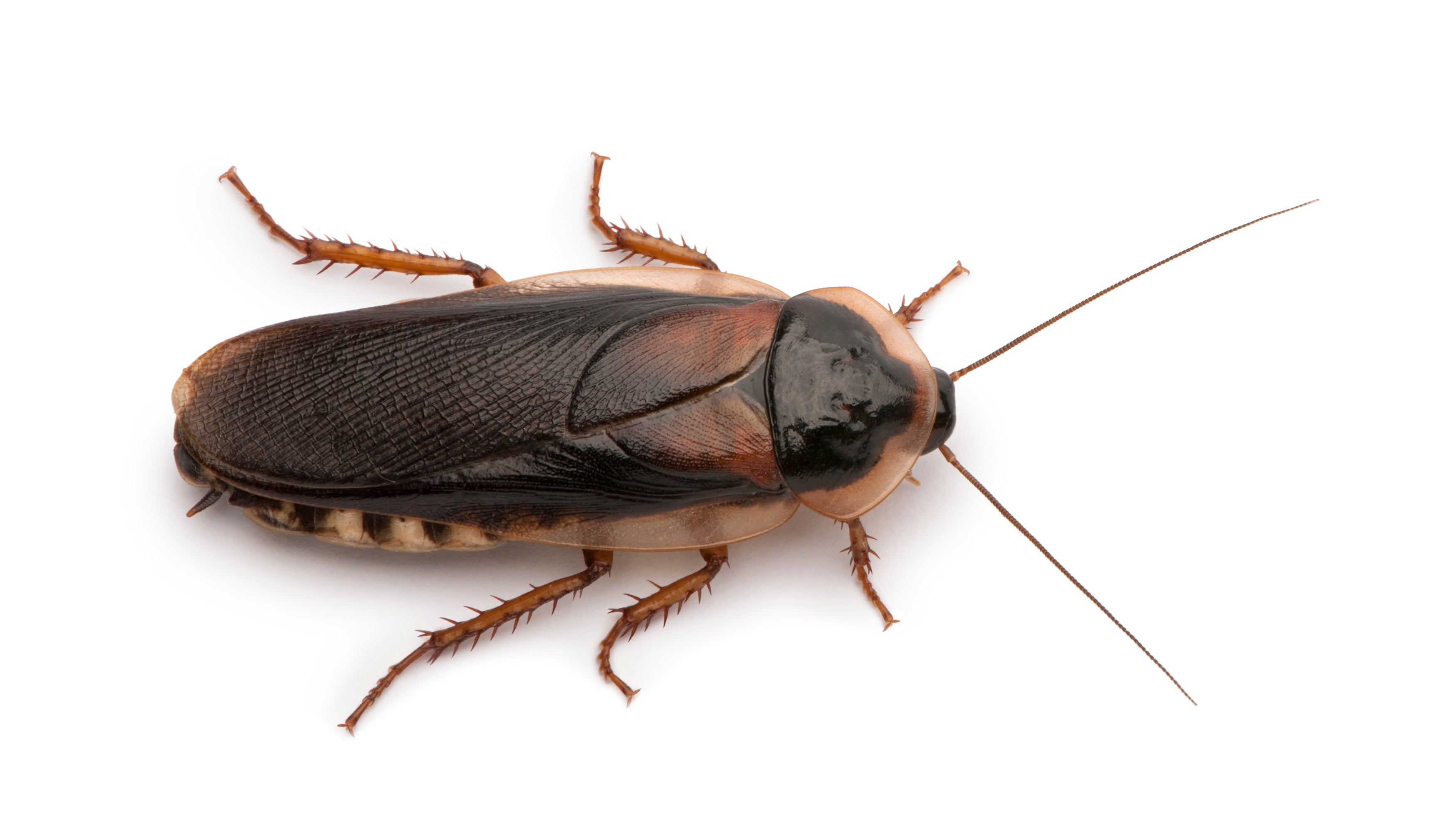 Dubia Roaches - Adult Males