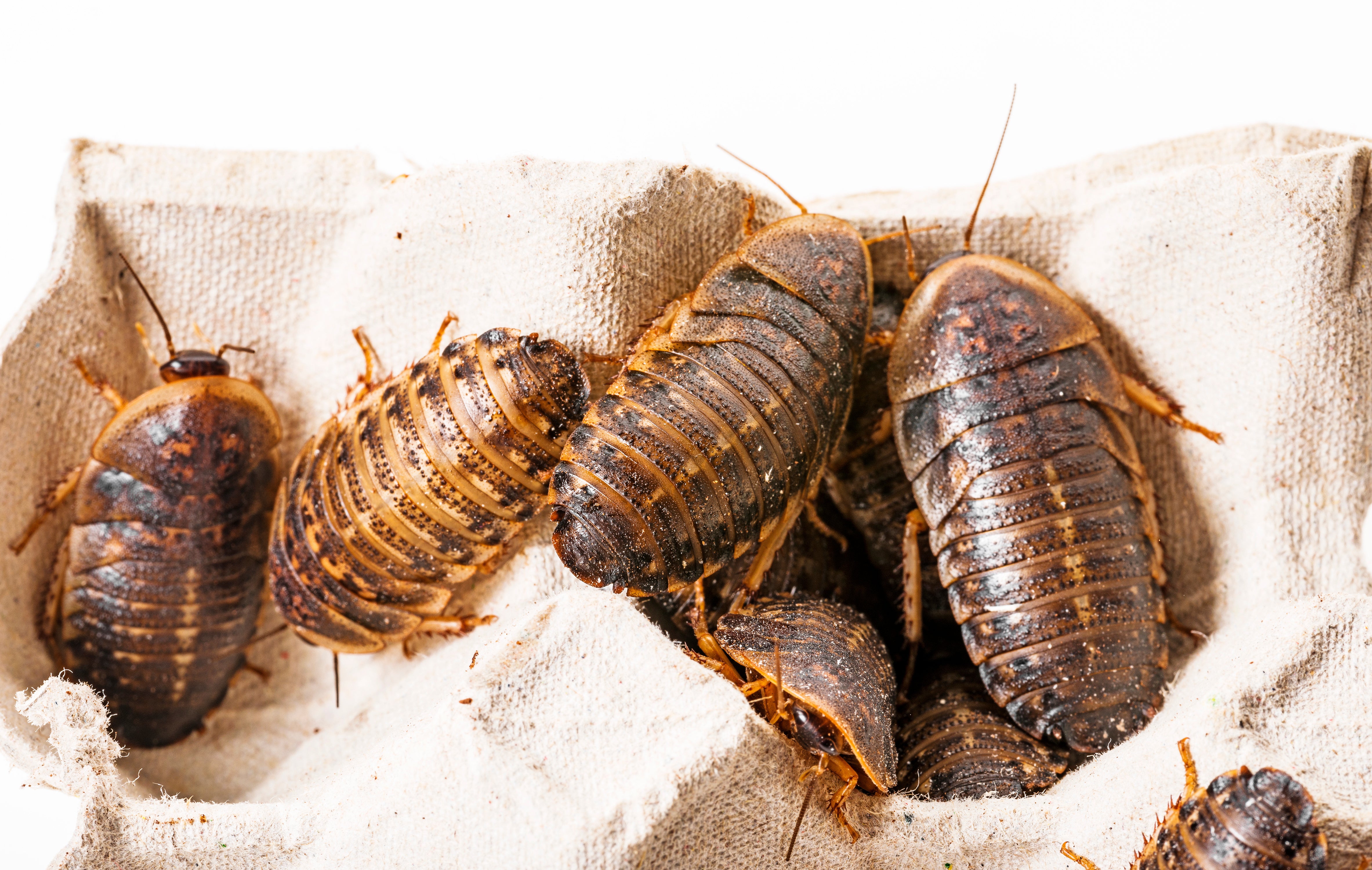 Dubia Roaches - Blaptica dubia