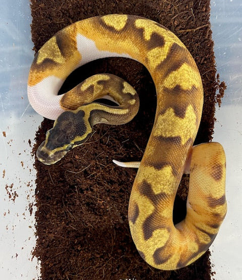 Pitón bola azucarera Enchi Pied HEMBRA