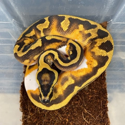 Pitón bola de vientre amarillo Enchi Pied MACHO
