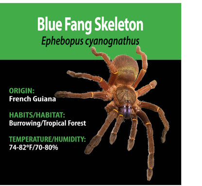 TERRESTRIAL GRAB N GO KIT: Ephebopus cyanognathus (Blue Fang Skeleton) 1.5"+