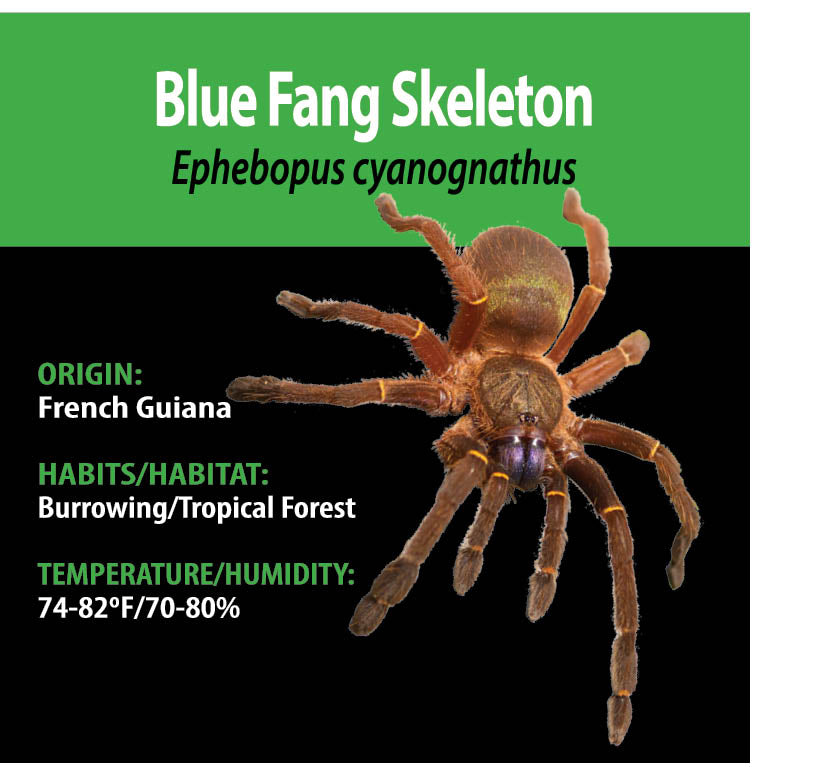 TERRESTRIAL GRAB N GO KIT: Ephebopus cyanognathus (Blue Fang Skeleton) 1.5"+