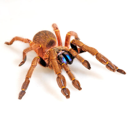 TERRESTRIAL GRAB N GO KIT: Ephebopus cyanognathus (Blue Fang Skeleton) 1.5"+
