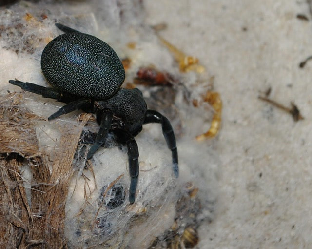Eresus ruficapillus (イタリアテントウムシグモ) .25"