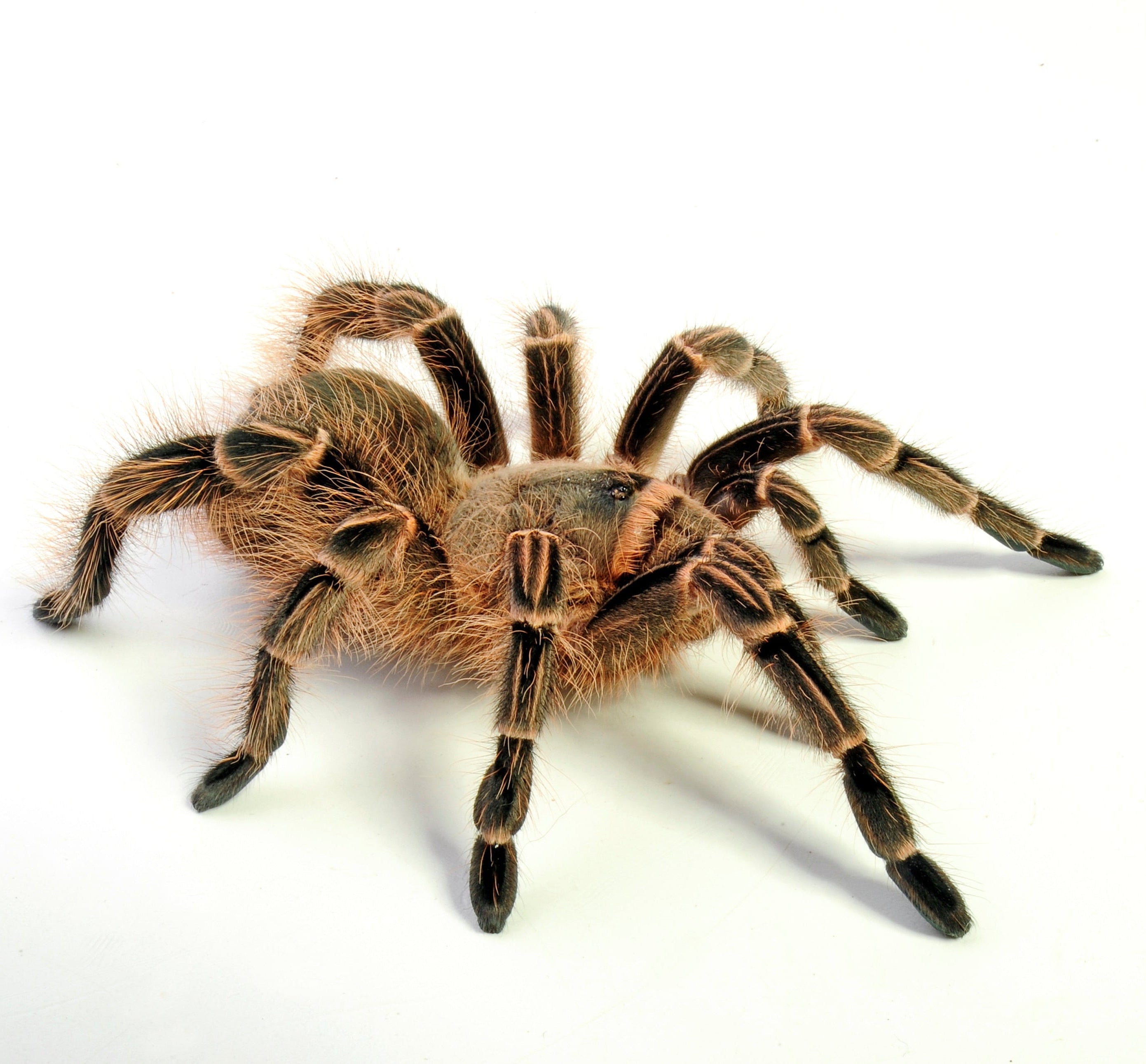 Eupalaestrus campestratus (Pink Zebra Beauty) Tarantula