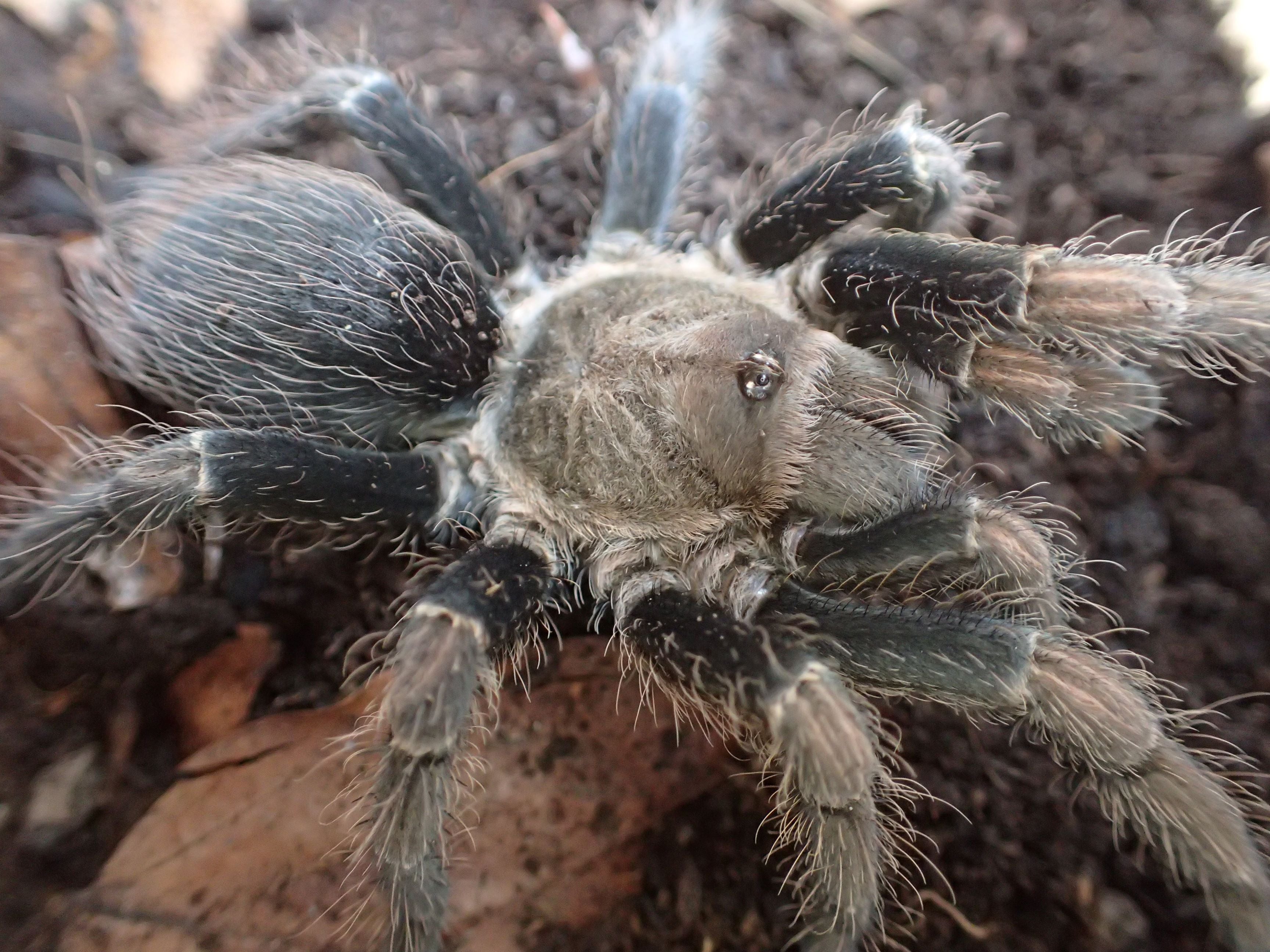 Eupalaestrus larae (ゴールドゼブラビューティー) 0.5"