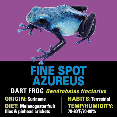 GRAB N GO KIT: Dart Frog - AZUREUS FINE SPOT