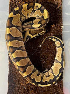 Pitón bola vientre de fuego HEMBRA
