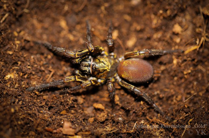フフィウス sp. 「ルレナバケ」 (ルレナバケ ゴールデン ウエハース蓋トラップドア スパイダー) 0.5 インチ