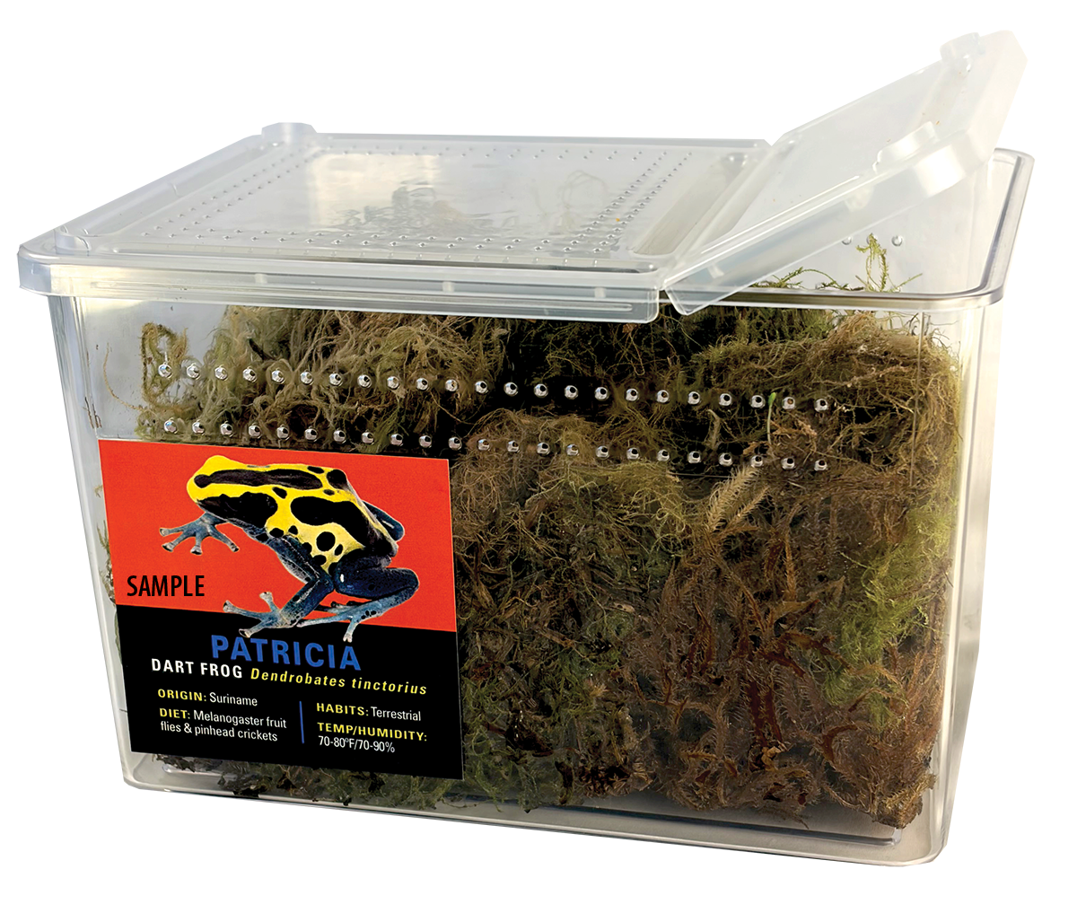 GRAB N GO KIT: Dart Frog - MINT TERRIBILIS