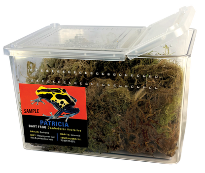 GRAB N GO KIT: Dart Frog - MINT TERRIBILIS