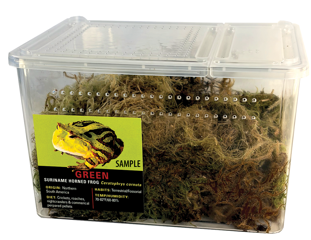 GNG Kit: Pacman Frog - Fantasy BICOLOR