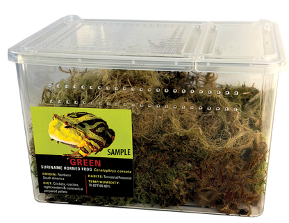 GNG Kit: Pacman Frog - Fantasy BICOLOR