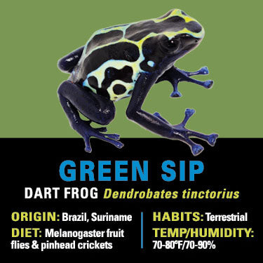 GRAB N GO KIT: Dart Frog - GREEN SIP