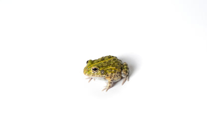 Giant Pixie Frog (Giant African Bullfrog) 1"