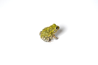 Giant Pixie Frog (Giant African Bullfrog) 1"