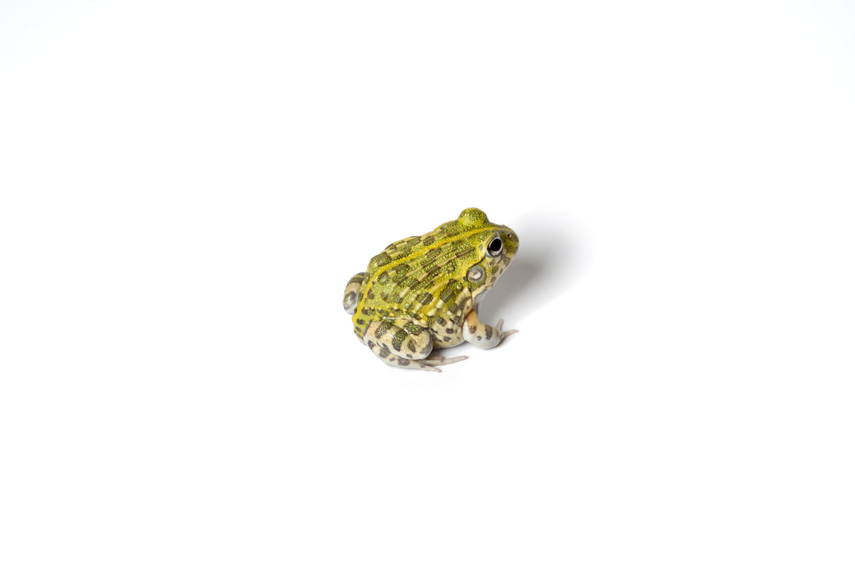 Giant Pixie Frog (Giant African Bullfrog) 1"