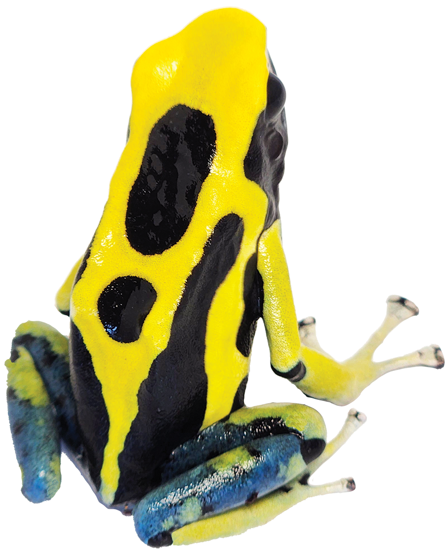 Dart Frog GIANT ORANGE