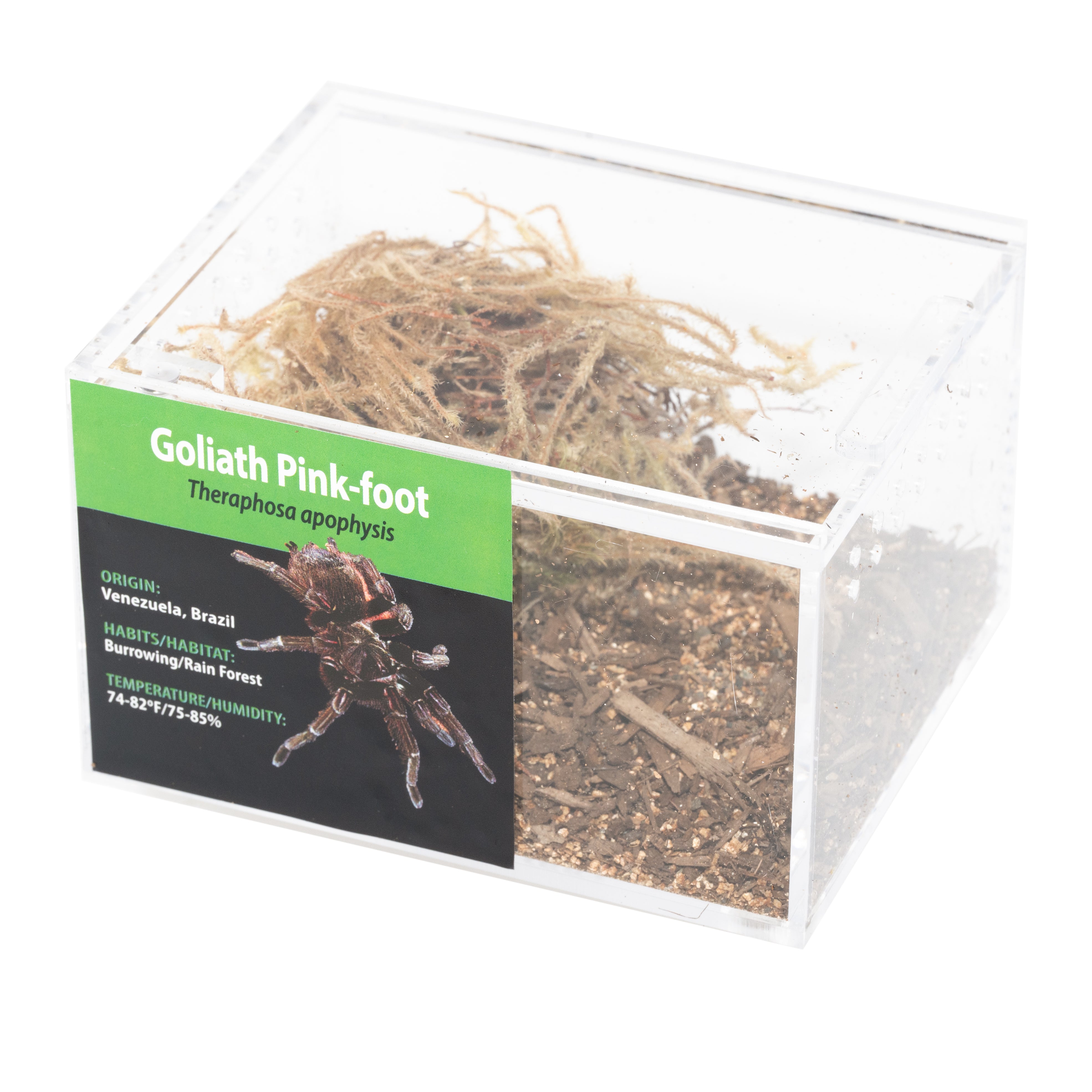 GRAB N GO キット: Theraphosa apophysis (ゴリアテ ピンクフット)
