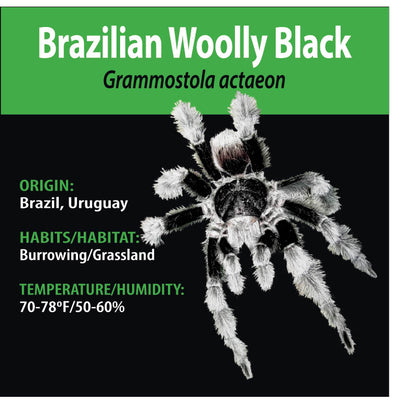 TERRESTRIAL GRAB N GO KIT: Grammostola actaeon (Brazilian Woolly Black) 1.5"+