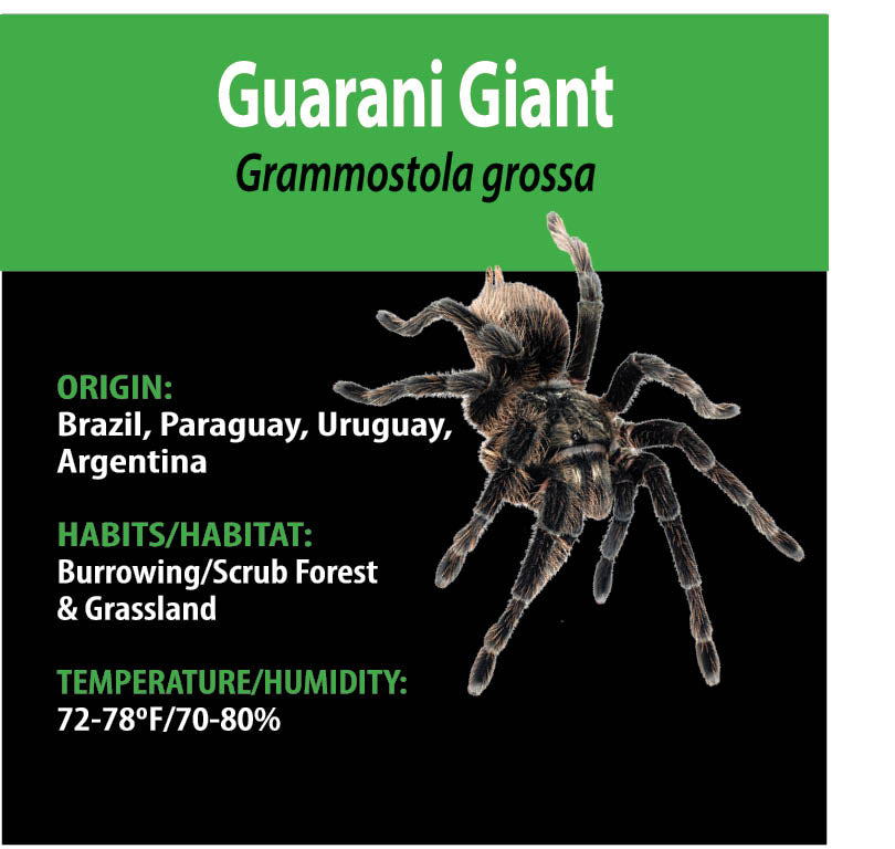 TERRESTRIAL GRAB N GO KIT: Grammostola grossa (Guarani Giant) 1.5"+
