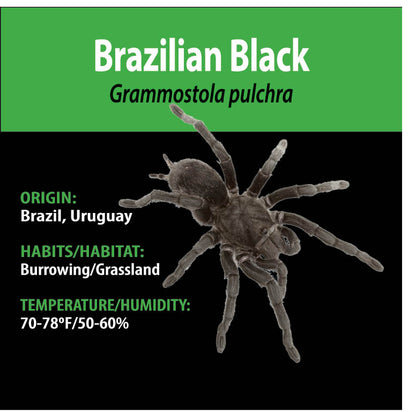 TERRESTRIAL GRAB N GO KIT: Grammostola pulchra/quirogai (Brazilian Black) 1.5"+