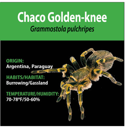 TERRESTRIAL GRAB N GO KIT: Grammostola pulchripes (Chaco Goldenknee) 1.5"+