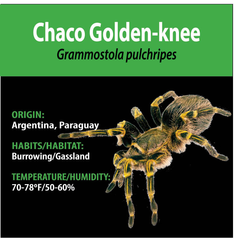 TERRESTRIAL GRAB N GO KIT: Grammostola pulchripes (Chaco Goldenknee) 1.5"+