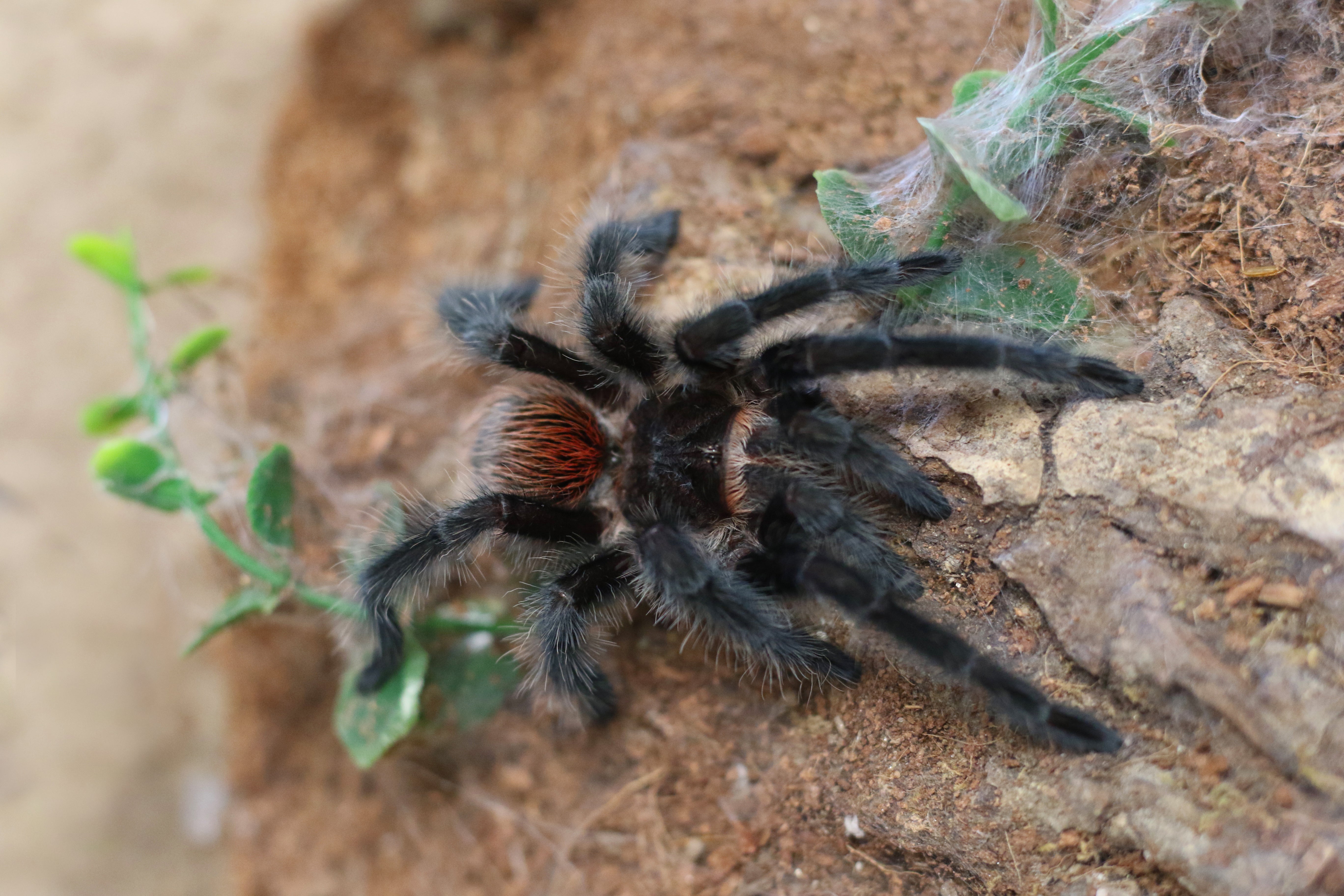 Grammostola actaeon (Brazilian Woolly Black) Tarantula