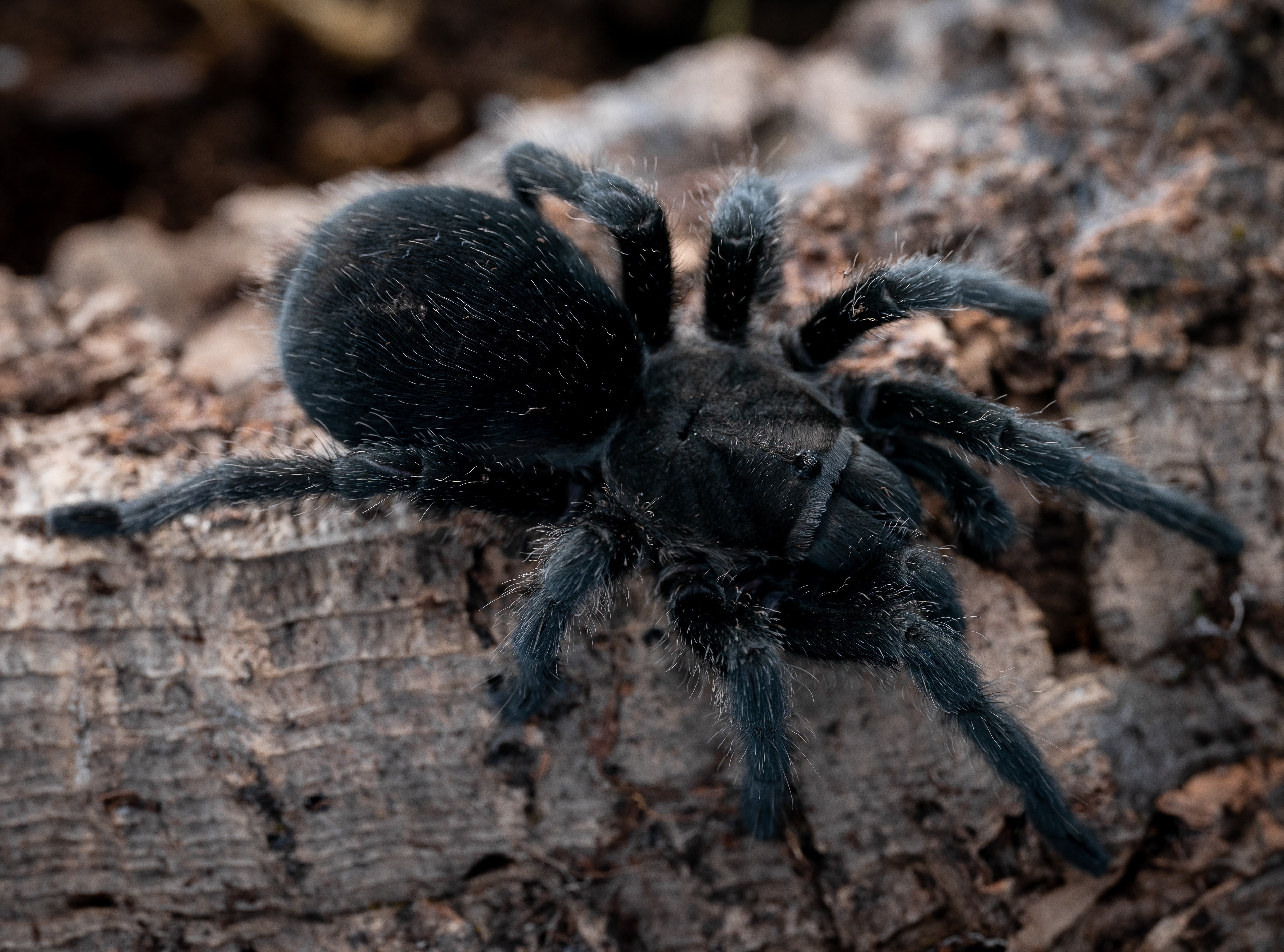 Grammostola pulchra/quirogai (Brazilian Black) .5" Bulk