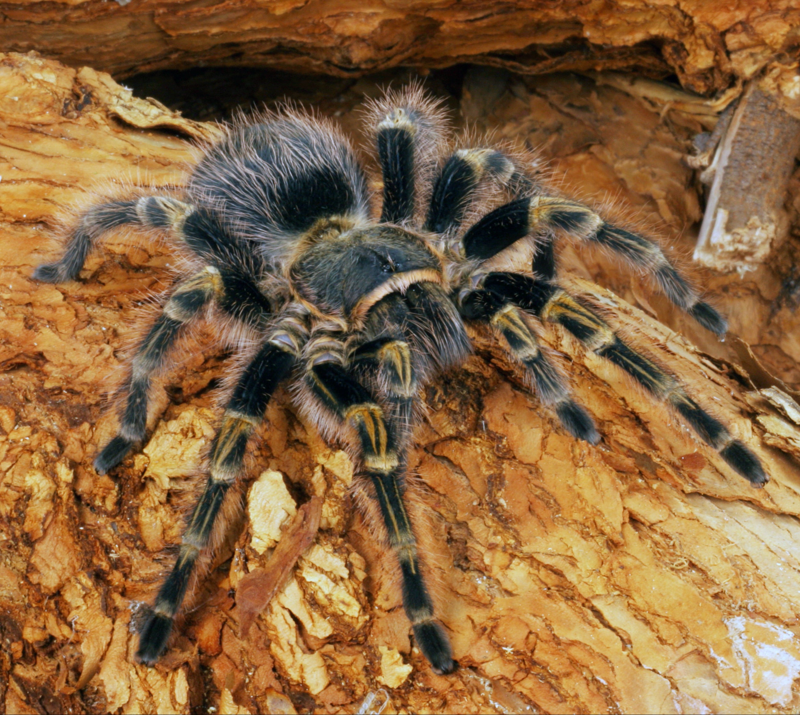 Grammostola pulchripes (Chaco Goldenknee) SUB ADULT MALE 4 - 5"