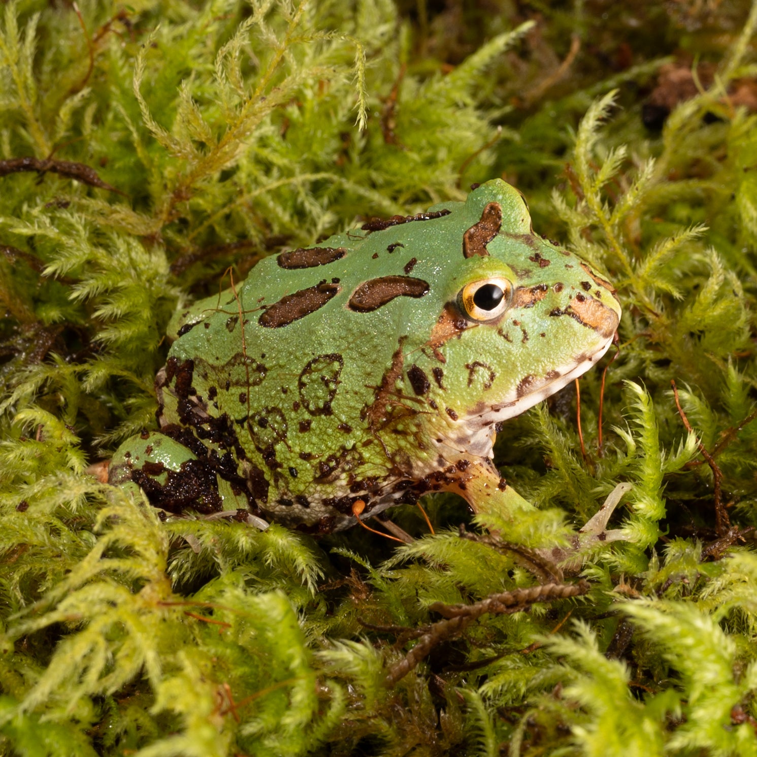 Pac-man Frog GREEN