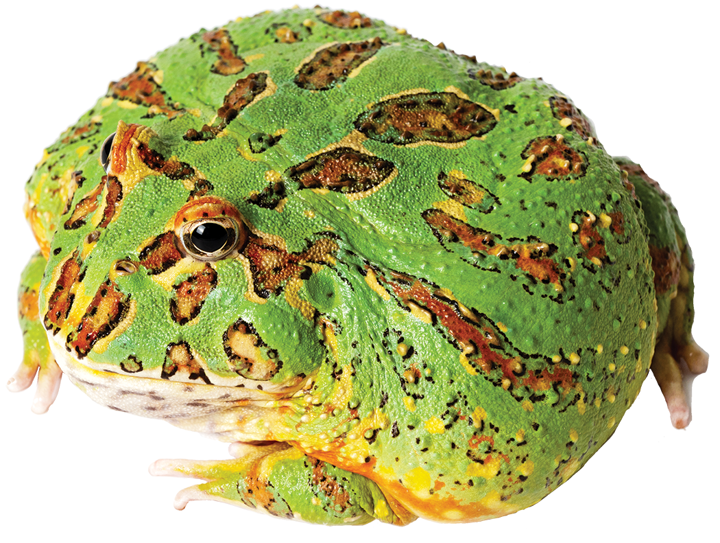GNG Kit: Pacman Frog - GREEN