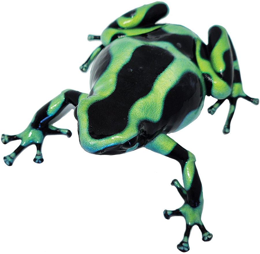 Dart Frog GREEN AND BLACK